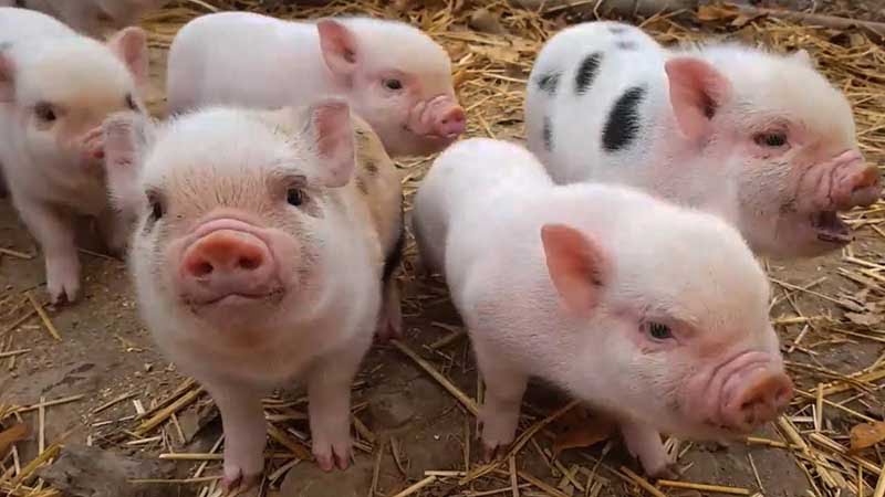 Nằm mơ thấy heo đánh con gì? Điềm báo gì? số của con lợn là gì?