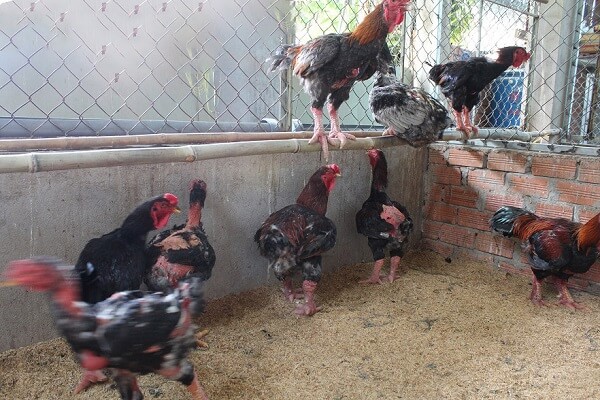 Kỹ thuật nuôi gà Đông Tảo và cách chăm sóc gà khỏe mạnh 11 Kỹ thuật nuôi gà đông tảo và cách chăm sóc gà khỏe mạnh