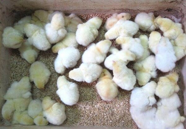 Kỹ thuật nuôi gà Đông Tảo và cách chăm sóc gà khỏe mạnh 12 Kỹ thuật nuôi gà đông tảo và cách chăm sóc gà khỏe mạnh