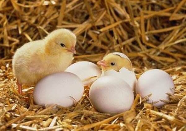 Kỹ thuật nuôi gà Đông Tảo và cách chăm sóc gà khỏe mạnh 13 Kỹ thuật nuôi gà đông tảo và cách chăm sóc gà khỏe mạnh