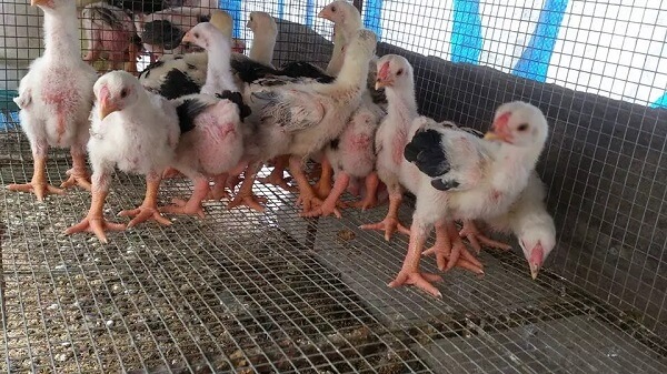 Kỹ thuật nuôi gà Đông Tảo và cách chăm sóc gà khỏe mạnh 14 Kỹ thuật nuôi gà đông tảo và cách chăm sóc gà khỏe mạnh