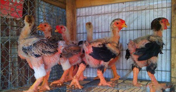 Kỹ thuật nuôi gà Đông Tảo và cách chăm sóc gà khỏe mạnh 15 Kỹ thuật nuôi gà đông tảo và cách chăm sóc gà khỏe mạnh