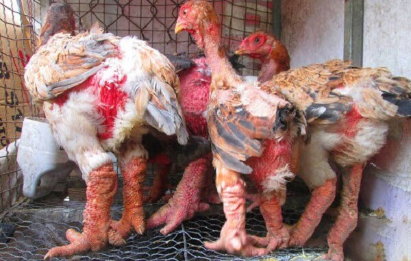 Kỹ thuật nuôi gà Đông Tảo và cách chăm sóc gà khỏe mạnh 16 Kỹ thuật nuôi gà đông tảo và cách chăm sóc gà khỏe mạnh