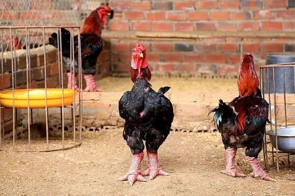 Kỹ thuật nuôi gà Đông Tảo và cách chăm sóc gà khỏe mạnh 17 Kỹ thuật nuôi gà đông tảo và cách chăm sóc gà khỏe mạnh