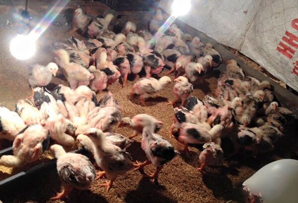 Kỹ thuật nuôi gà Đông Tảo và cách chăm sóc gà khỏe mạnh 10 Kỹ thuật nuôi gà đông tảo và cách chăm sóc gà khỏe mạnh