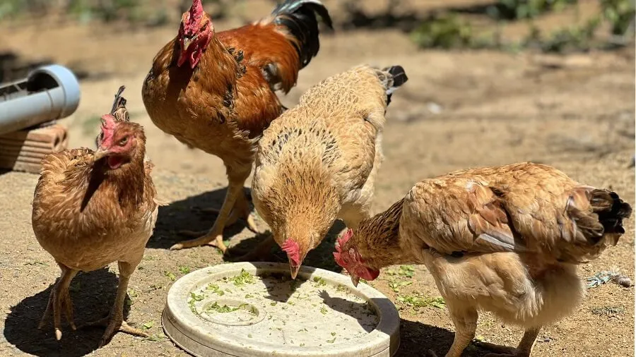 Máy ấp trứng Tuyên Quang - Hiệu suất cao - Chi phí thấp