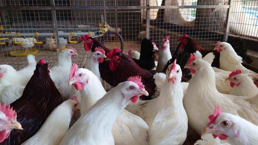 Máy ấp trứng Tuyên Quang - Hiệu suất cao - Chi phí thấp