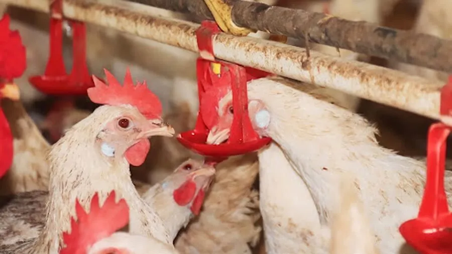 Máy ấp trứng Tuyên Quang - Hiệu suất cao - Chi phí thấp