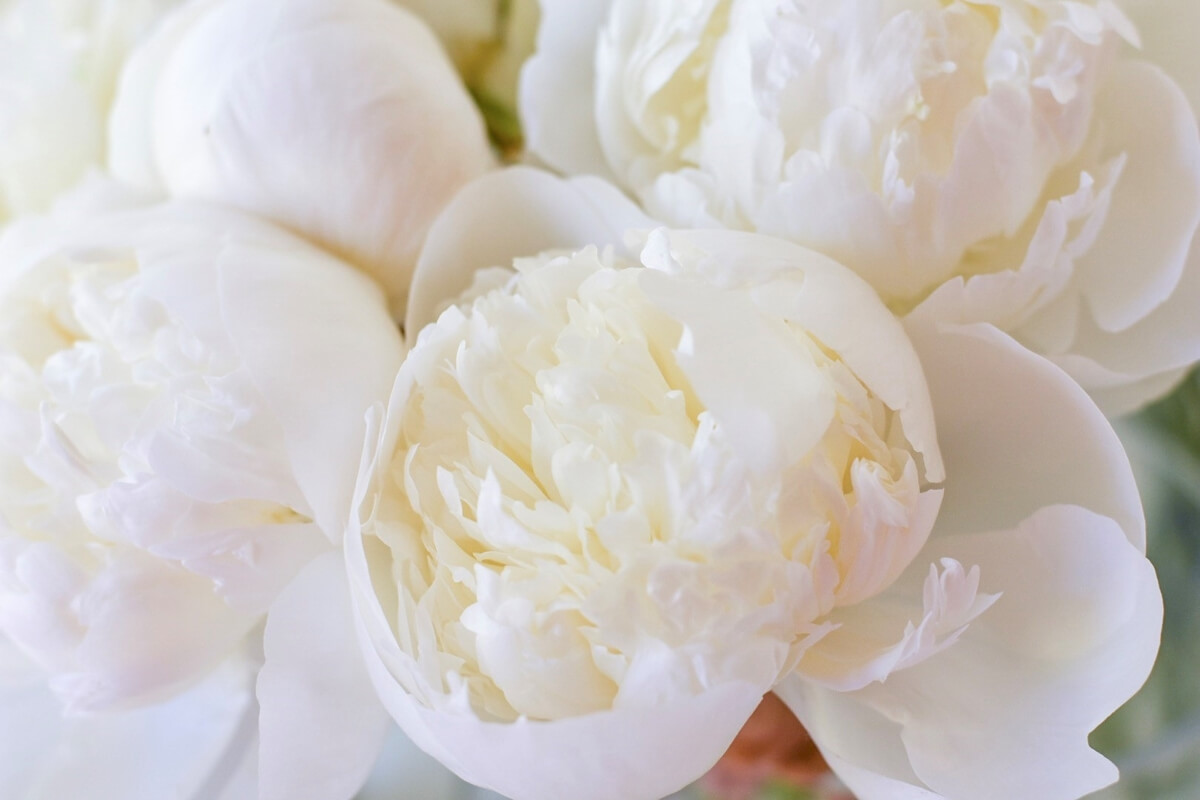 8 loài hoa tượng trưng cho lòng hiếu thảo