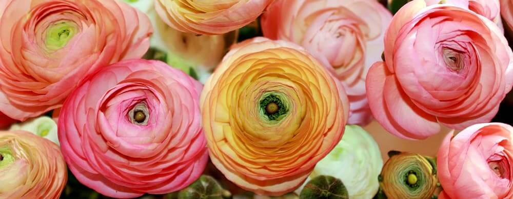 8 loài hoa tượng trưng cho lòng hiếu thảo