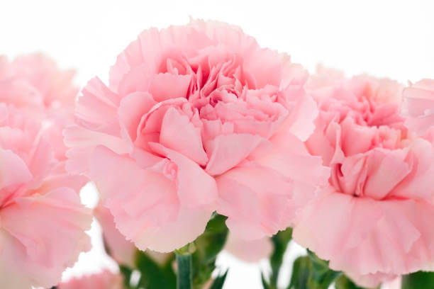 8 loài hoa tượng trưng cho lòng hiếu thảo