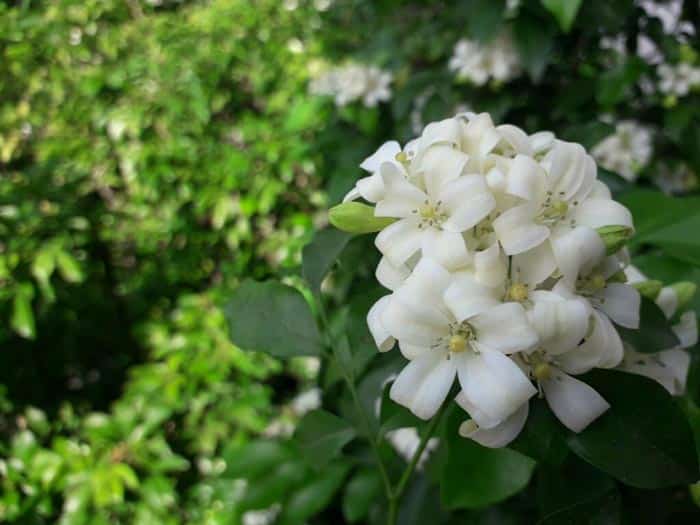 Ý nghĩa cây nguyệt quế trong phong thủy mang lại tài lộc