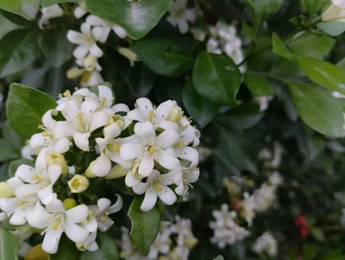 Cây nguyệt quế hợp với người mệnh Hỏa và Mộc