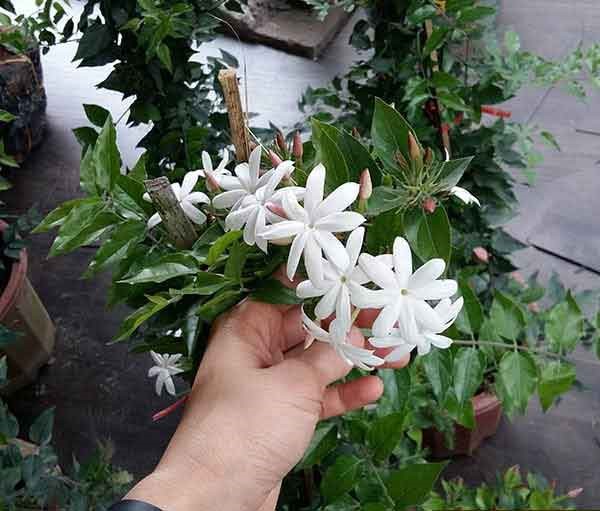 Cây Nguyệt Quế phong thủy​: Ý nghĩa, công dụng và cách chăm sóc