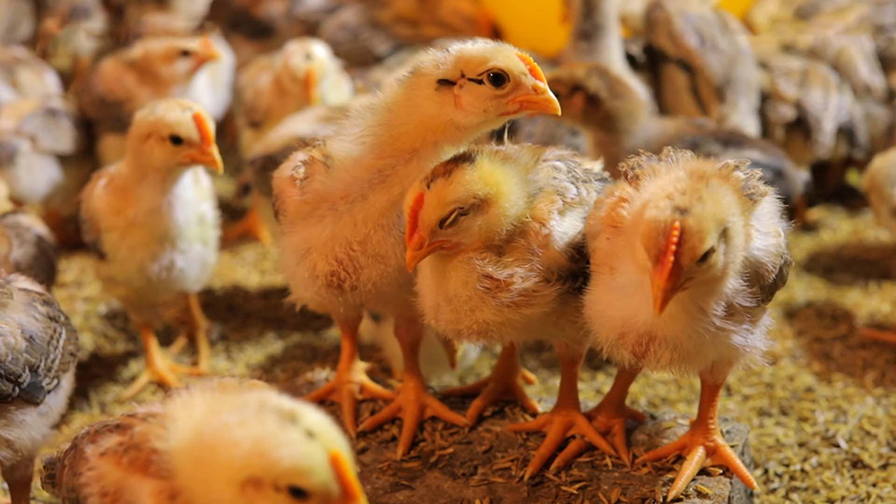 Các bệnh thường gặp ở gà và cách phòng trị hiệu quả - Phần 1