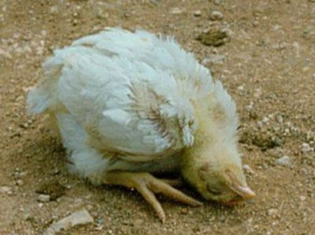 Gà ỉa phân trắng: Nguyên nhân, top 5 thuốc đặc trị và cách phòng bệnh hiệu quả nhất