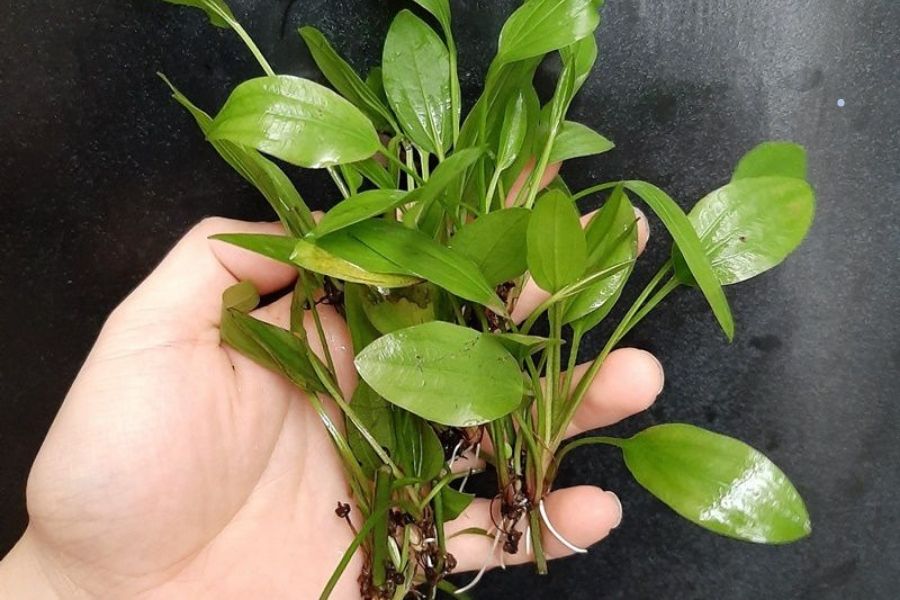 Cây Lan Nước: Tác Dụng - Cách Trồng Và Chăm Sóc Chuẩn – bTaskee