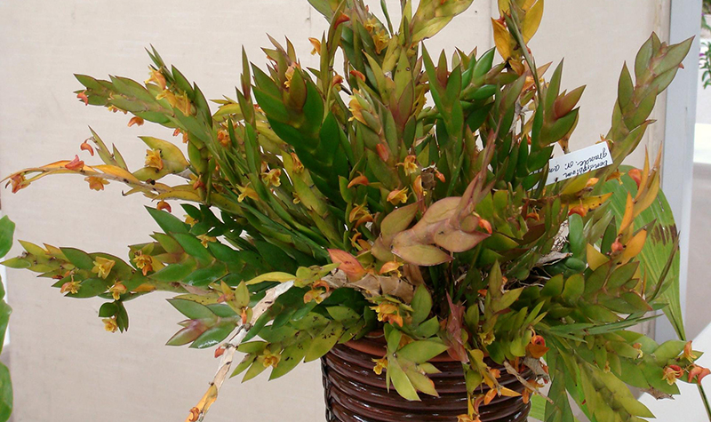 Hoa lan móng rùa có hai màu chủ yếu là tím và vàng nhạt