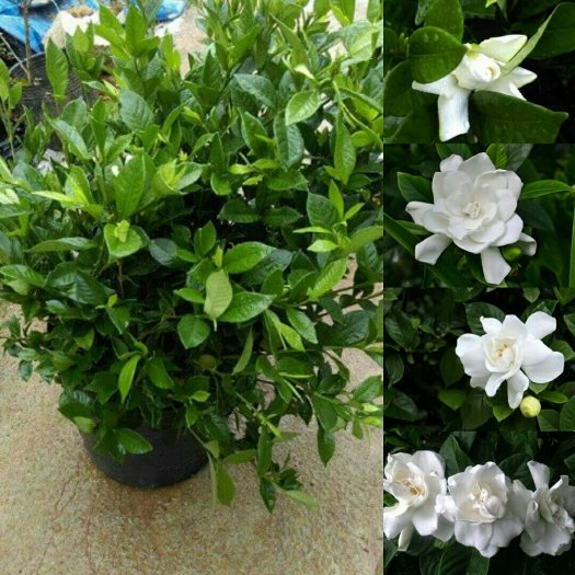 Hoa mẫu đơn trắng - Đặc điểm, Vị trí trồng, Chăm sóc