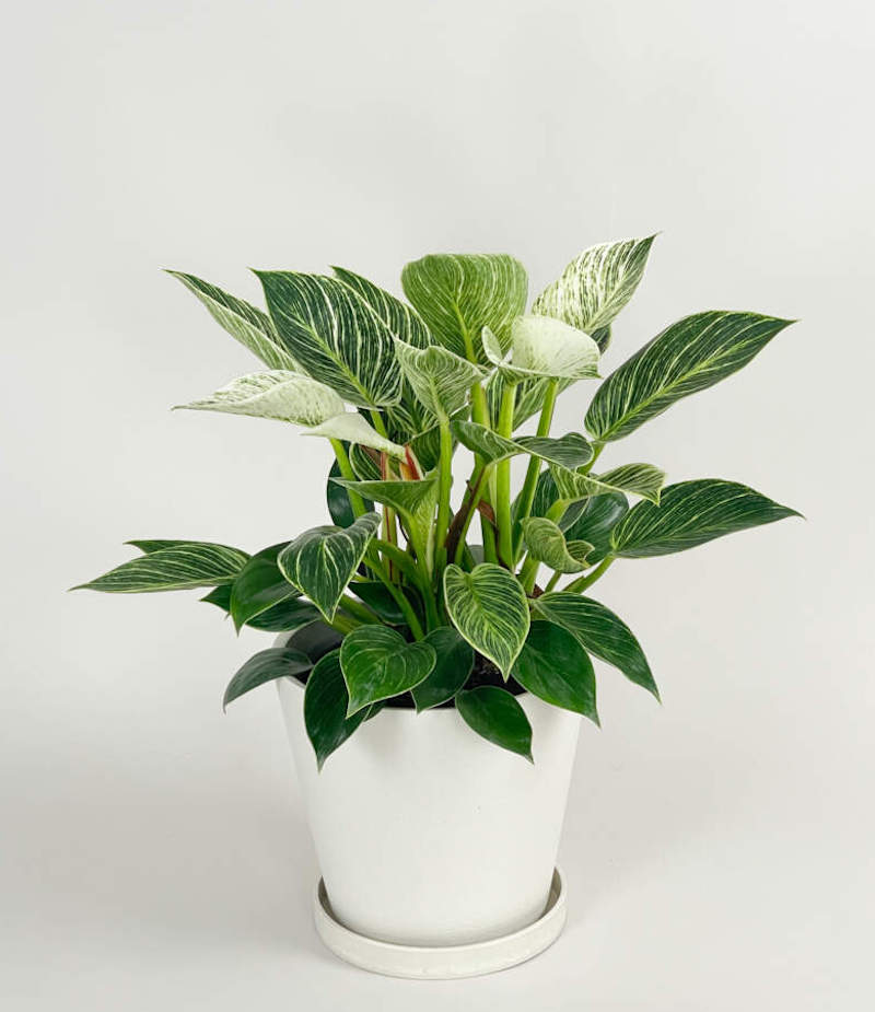 Cây trầu bà đế vương kim cương : Đặc điểm, ý nghĩa, cách trồng & chăm sóc