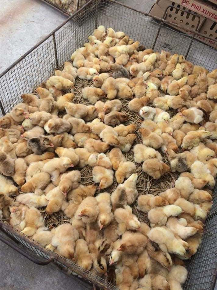 Gà đi ngoài ra máu biểu hiện triệu chứng