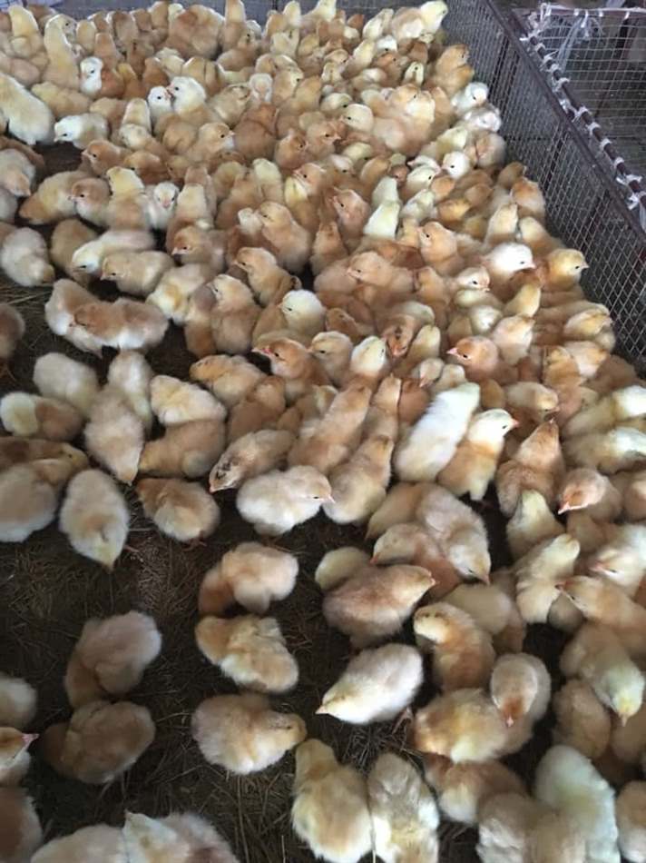 Chăm sóc gà sau khi khỏi bệnh tiêu chảy