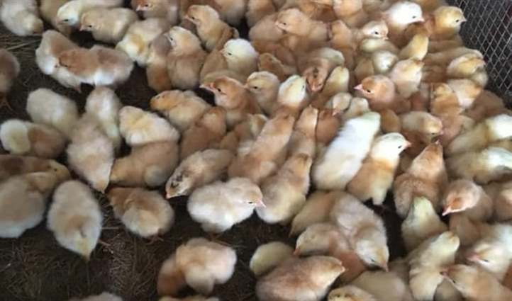 Gà ỉa ra máu, gà đi ngoài ra máu là bệnh gì? Chữa thế nào?