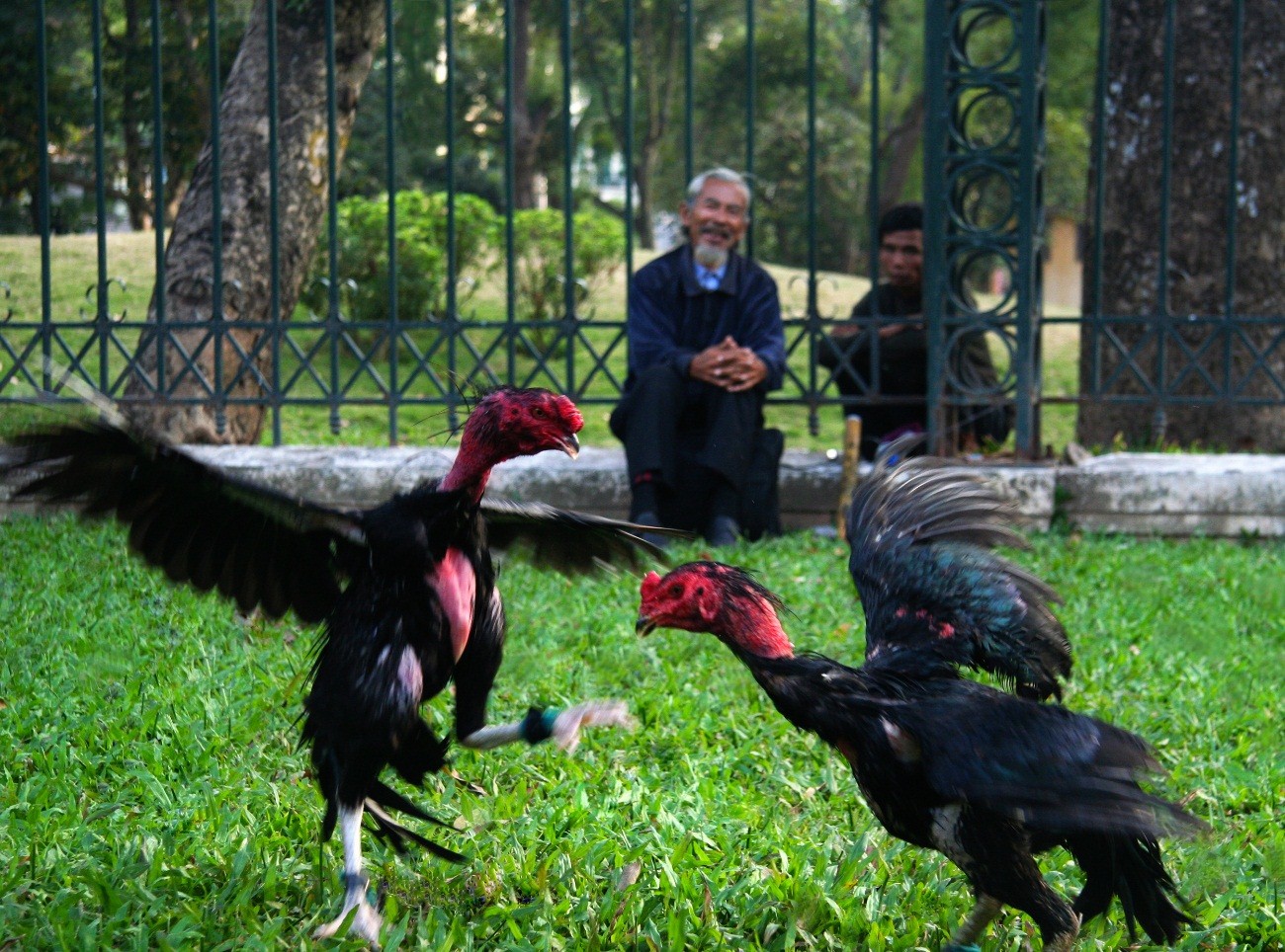 Các lối đá và các thế đá của gà chọi