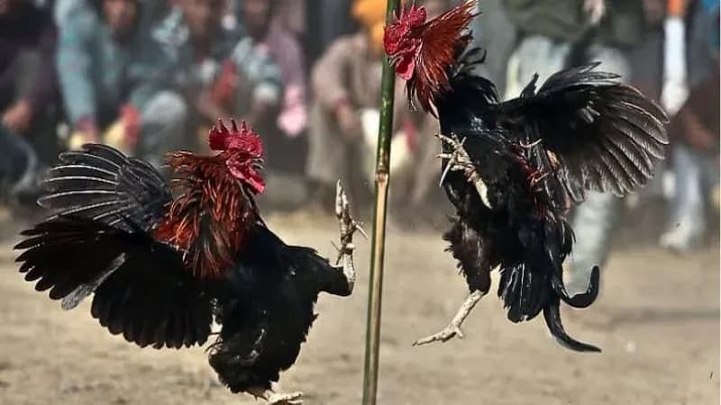 Giới thiệu nguồn gốc và sự phát triển của dòng gà nòi Asil