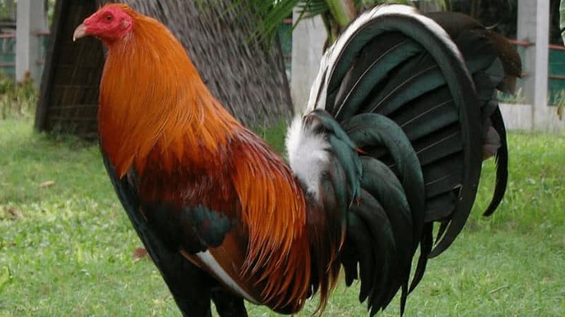 Gà Albany: Chiến binh mạnh mẽ trên đấu trường chọi gà