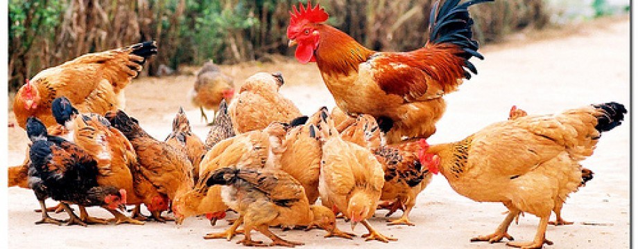 Cách chọn 6 giống gà dễ nuôi cho hiệu quả kinh tế cao 3 Gà Lương Phượng cho năng suất trứng và thịt cao