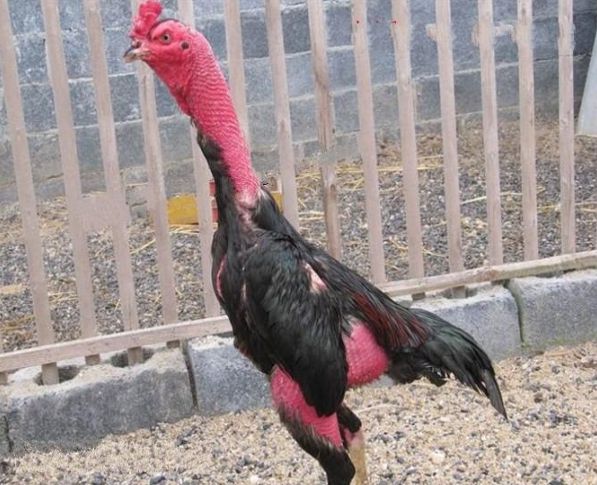 Cách chọn 6 giống gà dễ nuôi cho hiệu quả kinh tế cao 6 Giống gà chọi khỏe mạnh