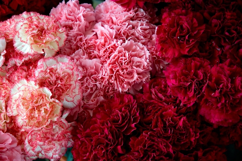 Đặc điểm hình thái của hoa cẩm chướng