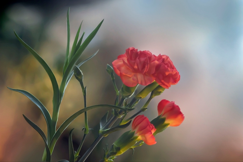 Mẫu hoa phăng đơn sang trọng