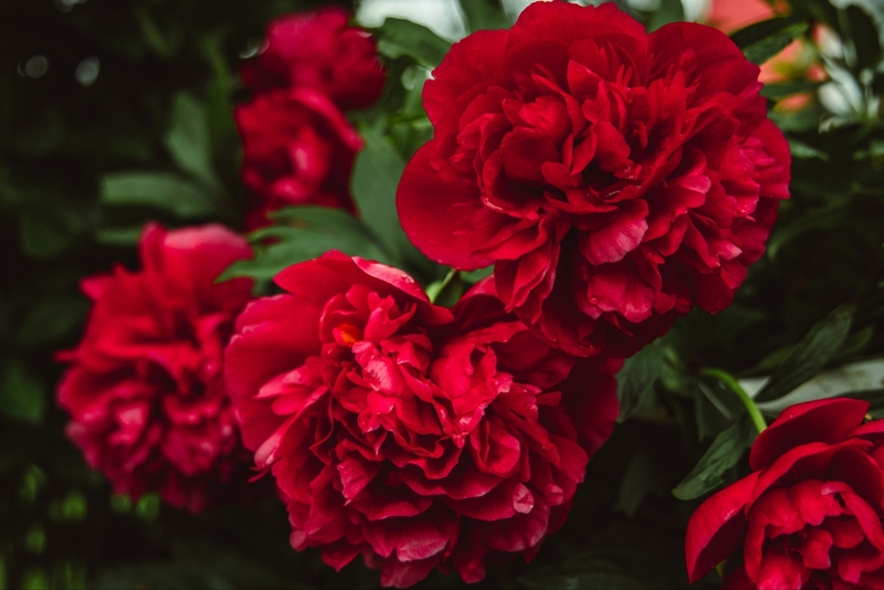 Ý nghĩa hoa phăng đỏ trong tình yêu